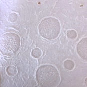 Mulberry paper embossed design - Bubble, size 55 x 80 CM