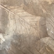Teak leaves mulberry paper - Brown beige color, 55x80 cm